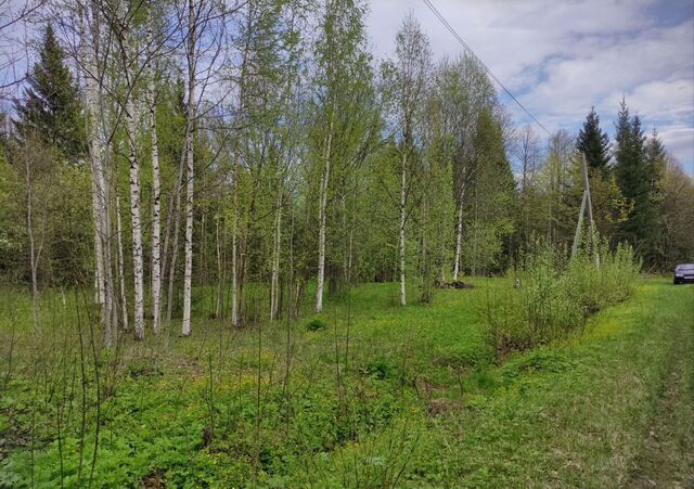 снт Родничок фото