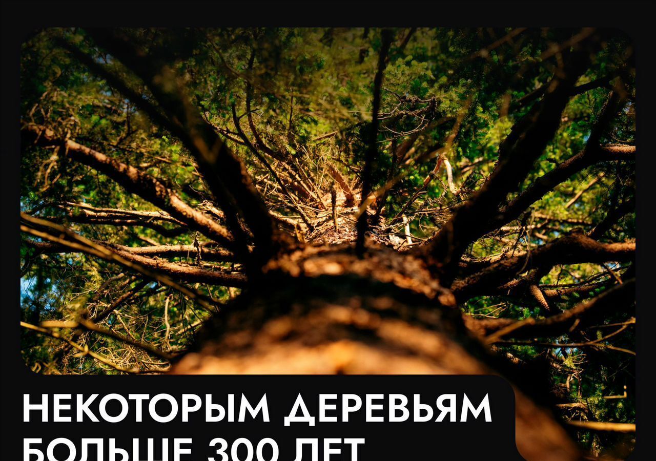 земля г Клин 54 км, эко-посёлок Ели эстейт, Новопетровское, Ленинградское шоссе фото 9
