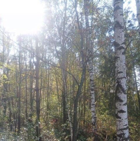 земля Электрогорск фото