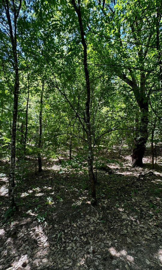 земля г Ялта пгт Краснокаменка пер Фрунзе фото 2