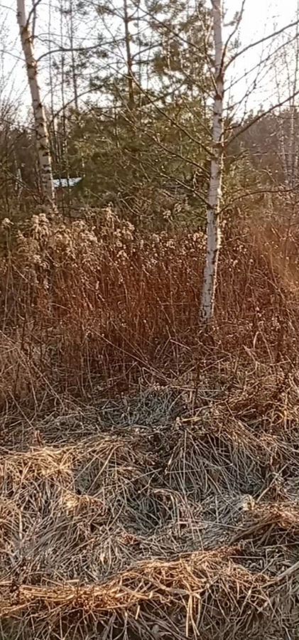 земля городской округ Богородский г Ногинск 48 км, массив Лесной Орешек-1, Горьковское шоссе фото 13