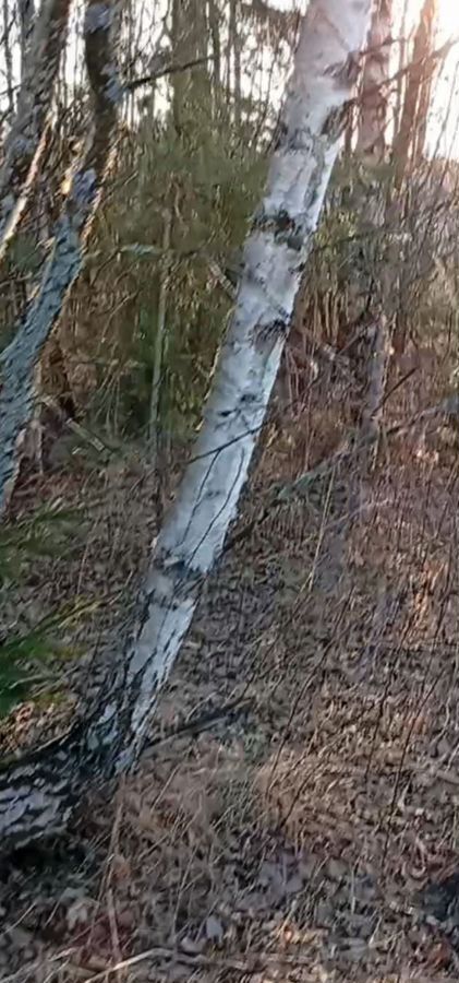 земля городской округ Богородский г Ногинск 48 км, массив Лесной Орешек-1, Горьковское шоссе фото 10