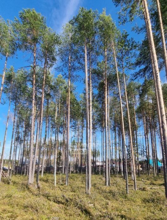 земля г Сыктывкар пгт Краснозатонский ул Лиственная 8 фото 6