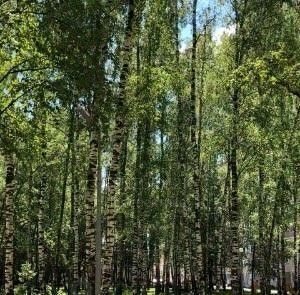 квартира г Раменское ул Крымская 5 Ипподром фото 22
