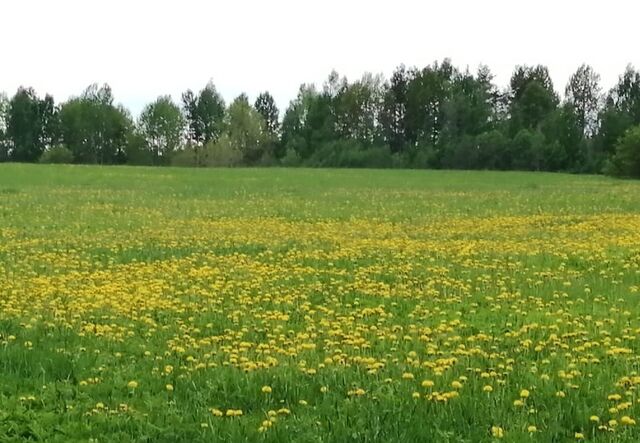 земля п Куокканиэми Сортавальский муниципальный округ фото