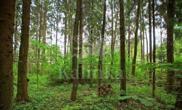 13 км, Лесной Городок, посёлок Грибово, Можайское шоссе фото