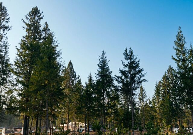 20 км, коттеджный пос. Маслово форест клаб, Красногорск, Ильинское шоссе фото