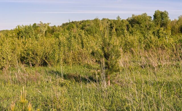 5 км, коттеджный пос. Раздоры-2, Красногорск, Рублёво-Успенское шоссе фото