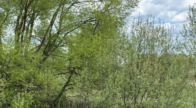 д Старые Псарьки фото