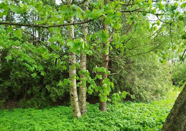 34 км, 292, СНТ Весна-9, Можайское шоссе фото
