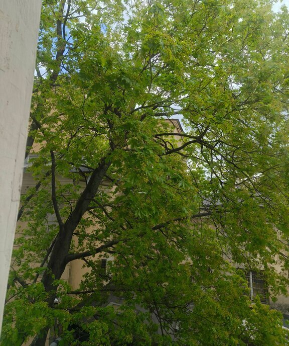 комната г Санкт-Петербург метро Горьковская пр-кт Каменноостровский 12 округ Кронверкское, Петроградка фото 1