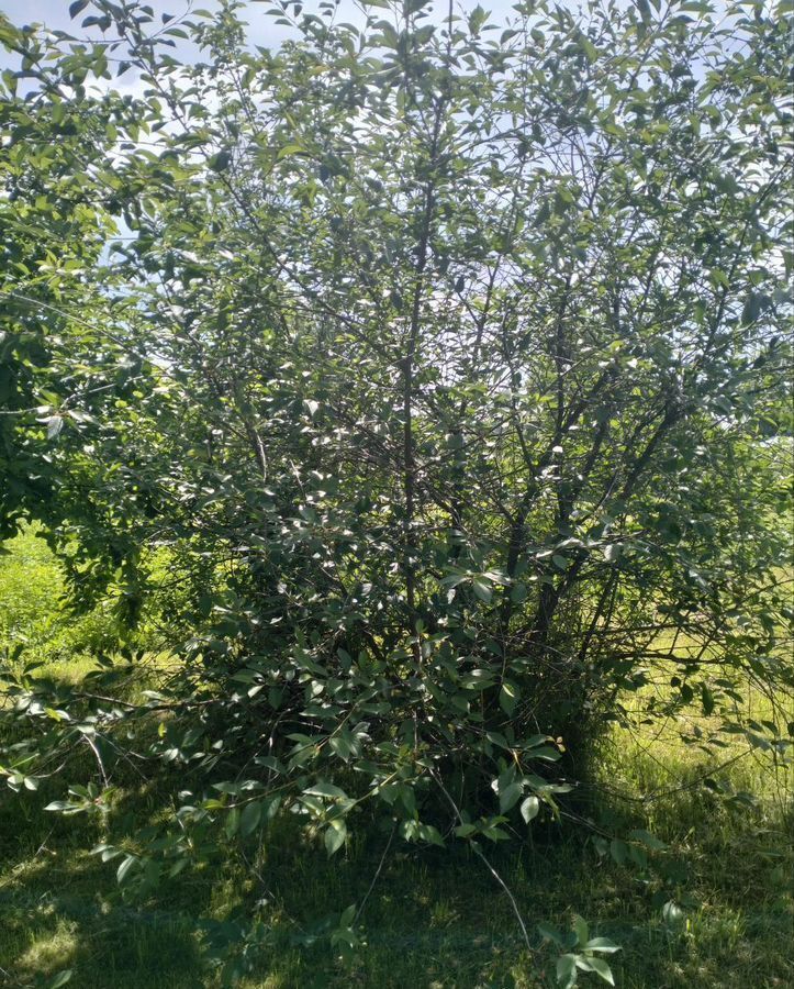 дом р-н Шарьинский г Шарья ул Парашютная 12 фото 12