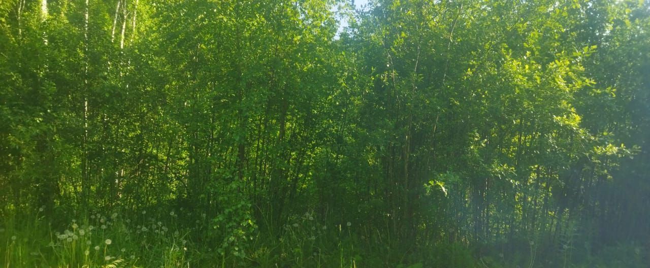 земля г Красное Село тер Сергиево 7 км, Виллозское городское поселение, территория Ассоциация Инициатива, Ленинградская обл., Ломоносовский р-н, Красносельское шоссе фото 2