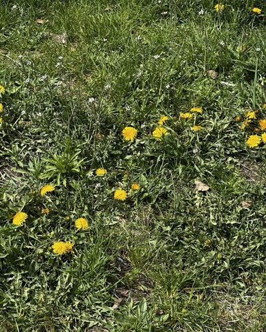 земля снт Хрустальное Ушаковское муниципальное образование, Иркутск фото
