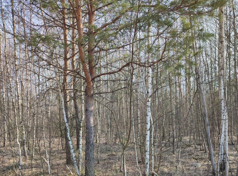 земля г Электрогорск ул 3-я Юго-Западная 10 Павлово-Посадский городской округ фото 1