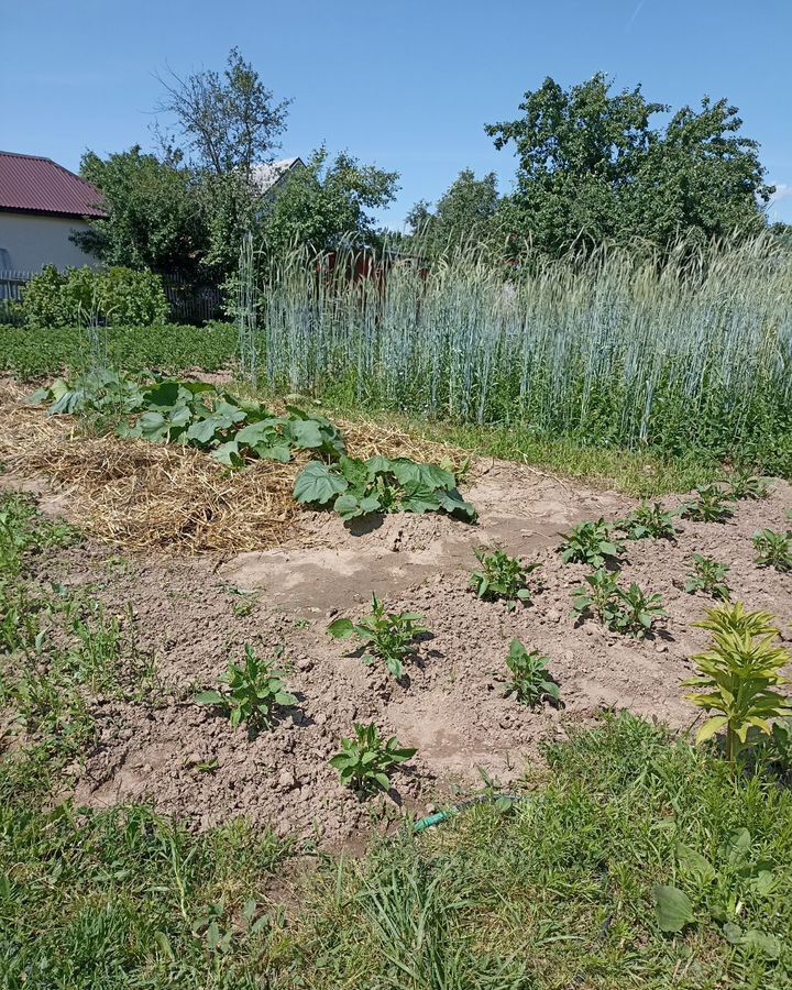 земля г Бор д Оголихино (Кантауровский с/с) снт тер.Золотое Руно фото 2