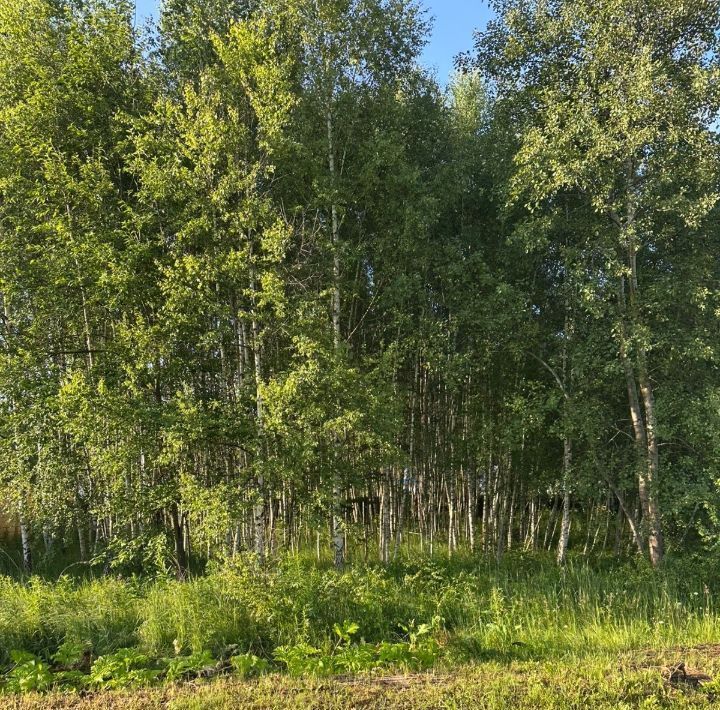 земля г Подольск п Сосновый Бор Москва, Подольск фото 10