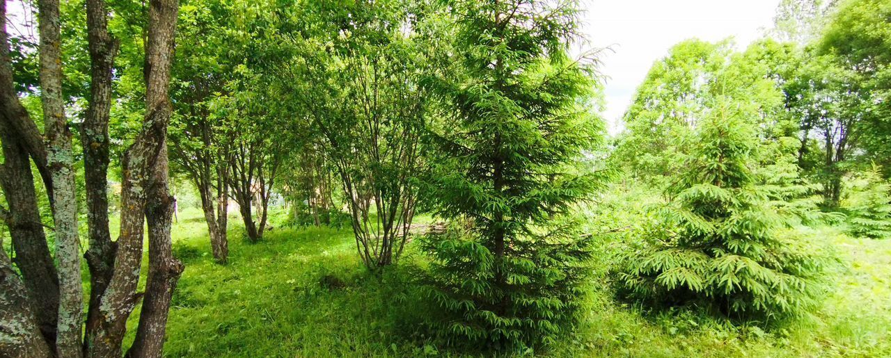 земля г Истра 68 км, коттеджный пос. Расцветаево, Сычево, Волоколамское шоссе фото 19