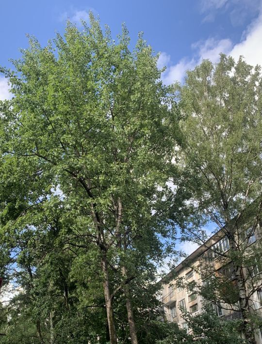 квартира г Санкт-Петербург метро Гражданский Проспект ул Тимуровская 18 фото 25
