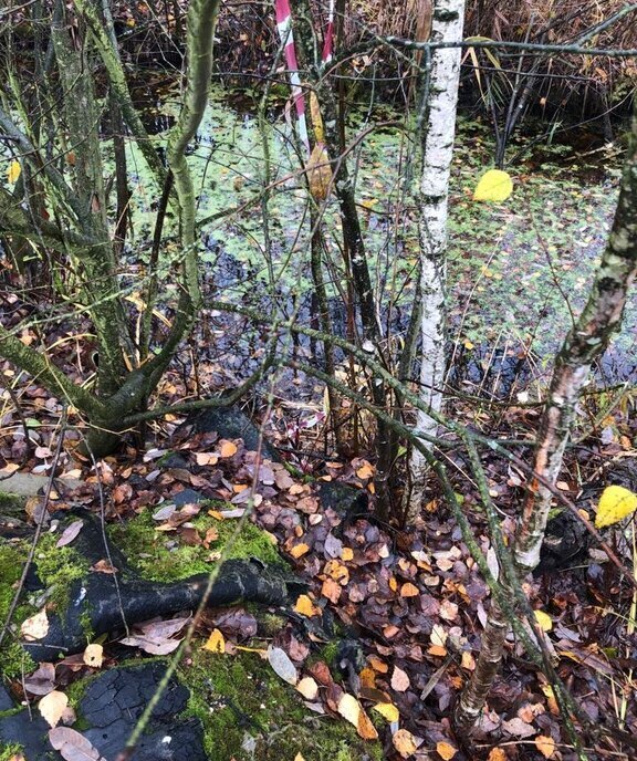 земля городской округ Богородский г Ногинск снт Ясень фото 12
