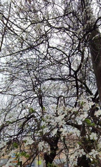 квартира г Новороссийск р-н Восточный ш Сухумское 10 фото 29