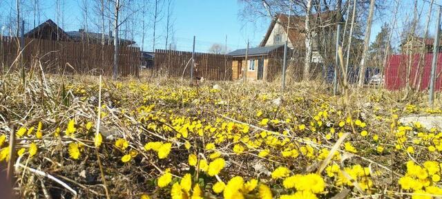 ул Огородная 26 р-н Петродворцовый фото ул Огородная 26 р-н Петродворцовый фото