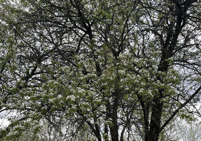 снт Полянка Большеклочковское сельское поселение, Тейково фото снт Полянка Большеклочковское сельское поселение, Тейково фото