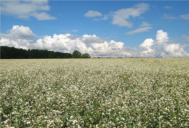 Сарапул фото