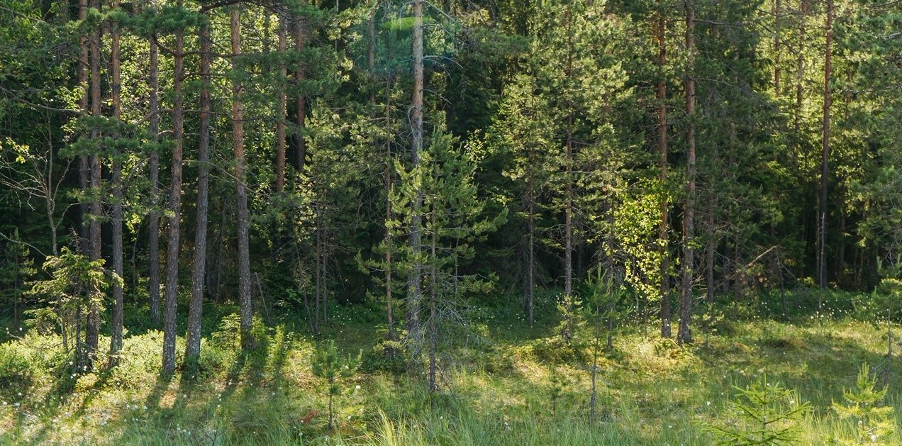 земля р-н Выборгский п Первомайское пос, Сабур-3 СНТ, 24 фото 9