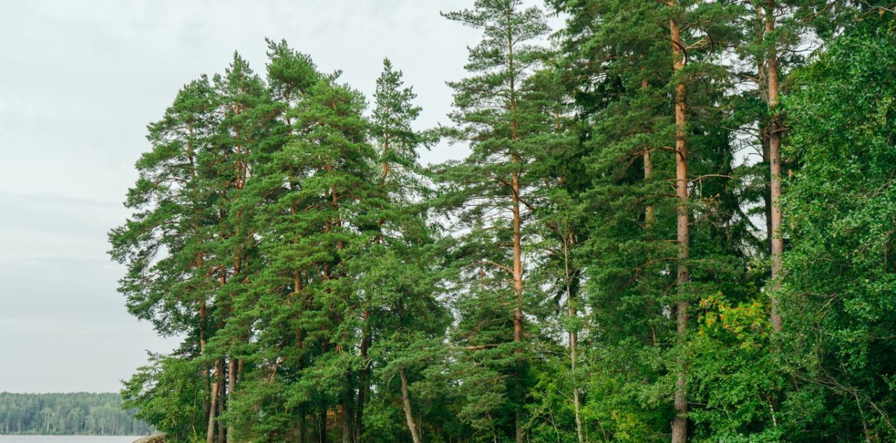 земля р-н Выборгский Приморское городское поселение, Сосновый пляж кп фото 36