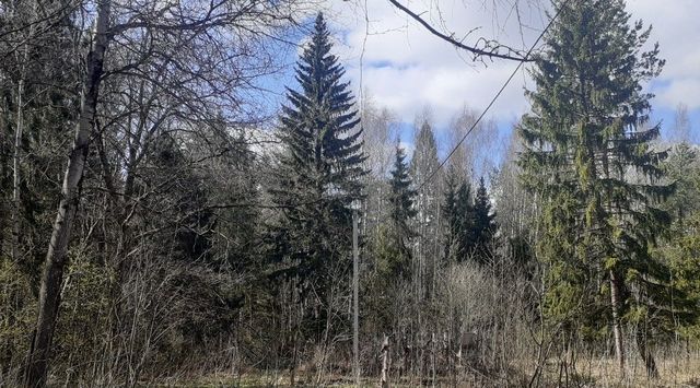 р-н Некрасовский п Сосновый Бор Переславль-Залесский городской округ фото