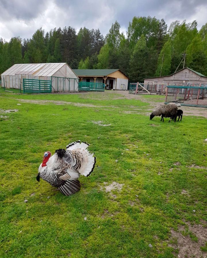 земля р-н Выборгский п Барышево пр-д Яблоневый Трасса Сортавала, 78 км, Гончаровское сельское поселение, Красносельское фото 7