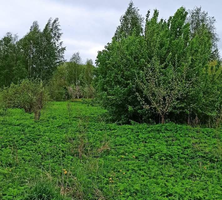 земля р-н Великолукский фото 1