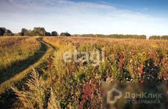 земля р-н Каслинский фото 5