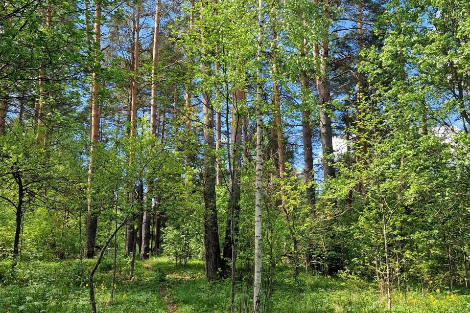 земля р-н Невельский фото 4