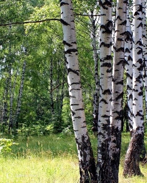 земля р-н Клинцовский фото 5