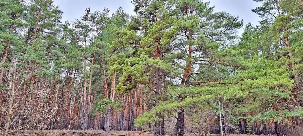 земля городской округ Шебекинский п Маслова Пристань ул Лесная фото 3