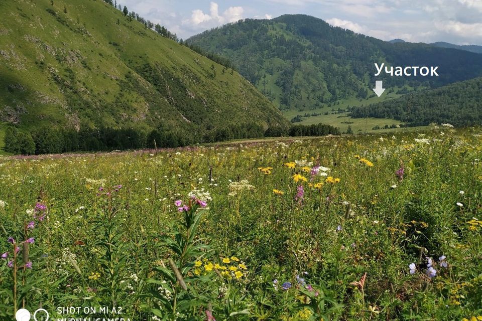 земля р-н Чемальский фото 1