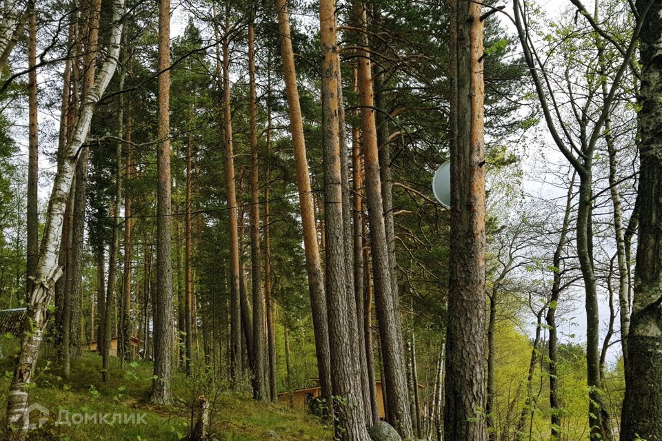 земля р-н Приозерский фото 3