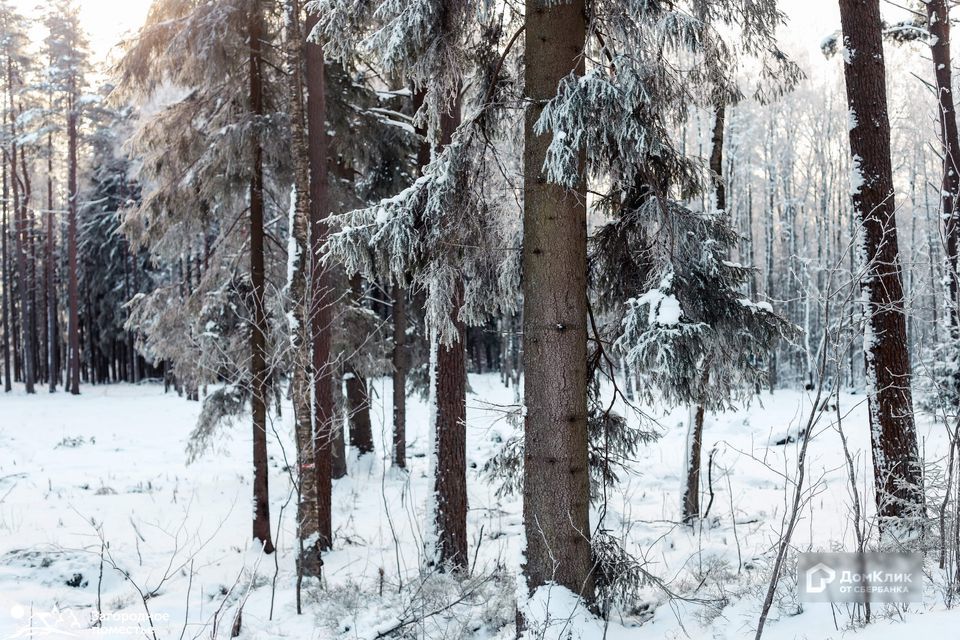 земля р-н Выборгский фото 4