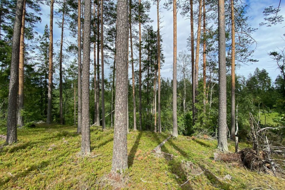 земля р-н Приозерский фото 10