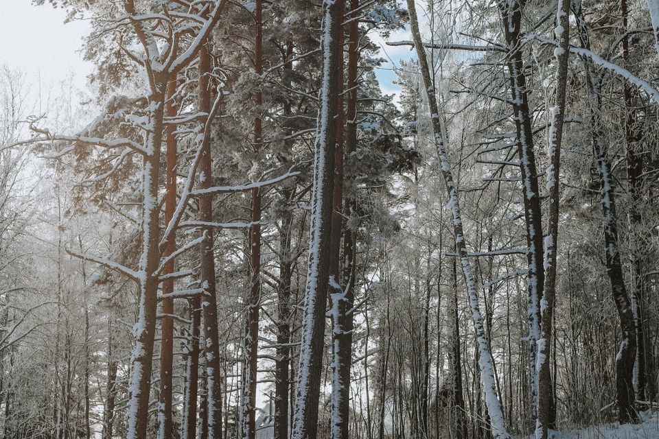 земля р-н Выборгский фото 7