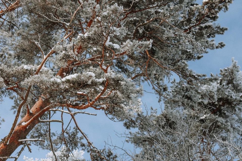 земля р-н Выборгский фото 5