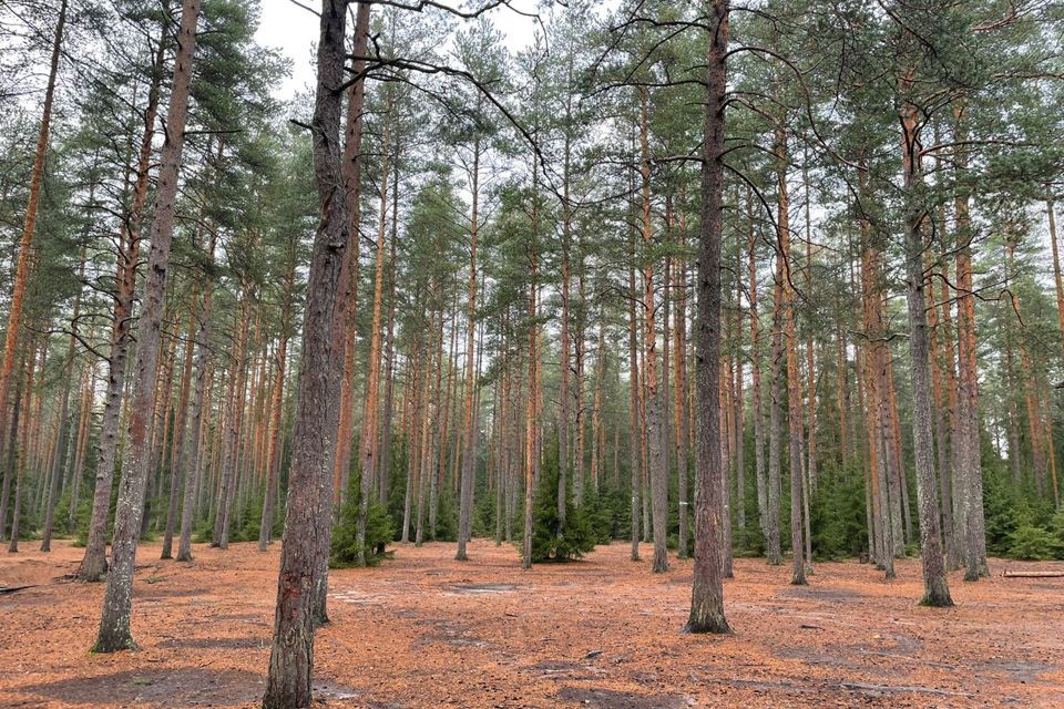 земля г Санкт-Петербург фото 2