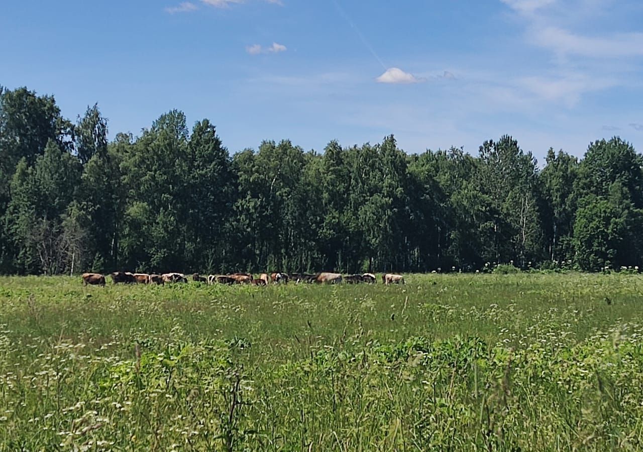 земля городской округ Истра с Онуфриево г. о. Истра, Глебовский фото 5