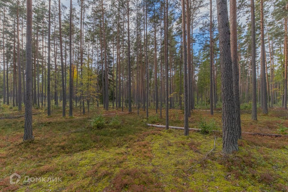 земля р-н Приозерский фото 1