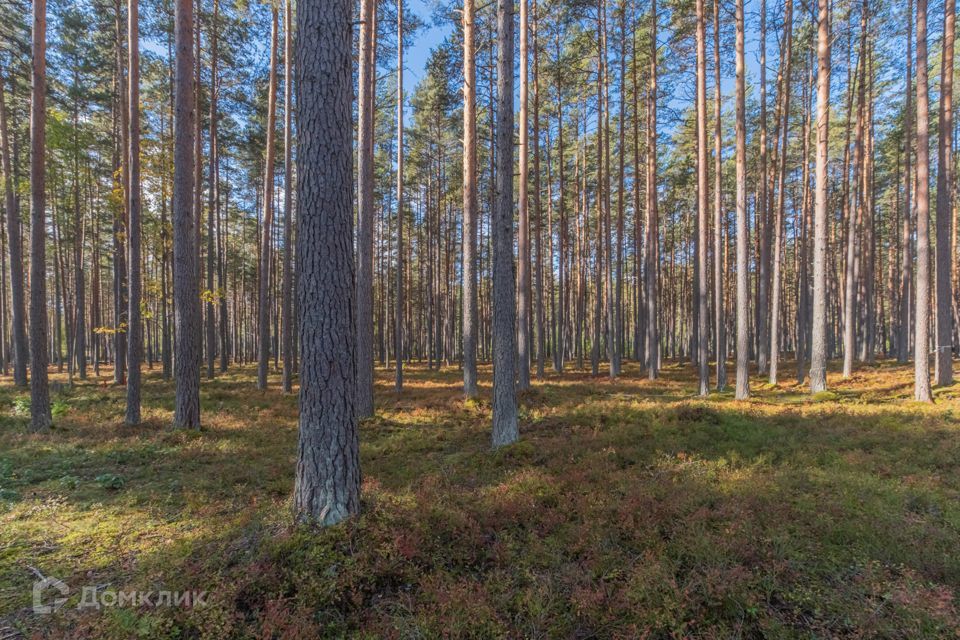 земля р-н Приозерский фото 3