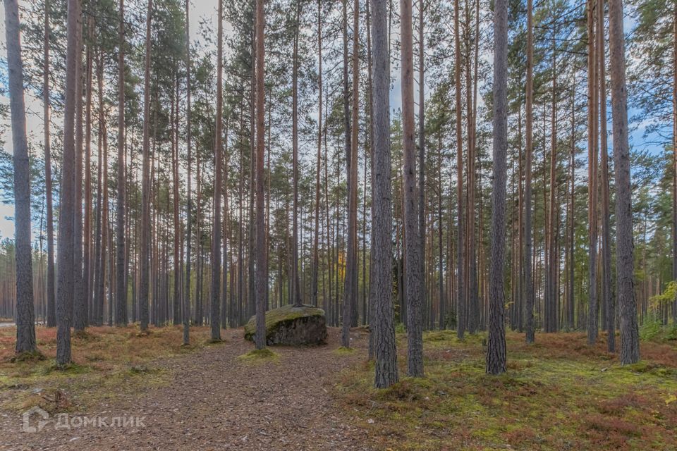 земля р-н Приозерский фото 3