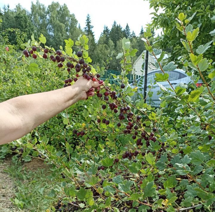 дом городской округ Истра д Надеждино ул. Березовая, 11 фото 41