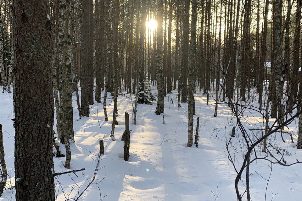 земля р-н Всеволожский фото 1